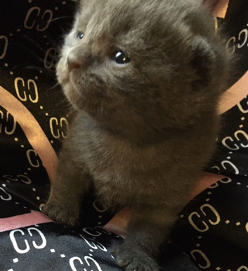 Only 3 kittens available