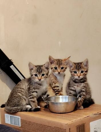 Bengal x kittens price reduced