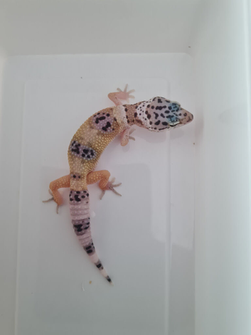 Leopard gecko juvenile
