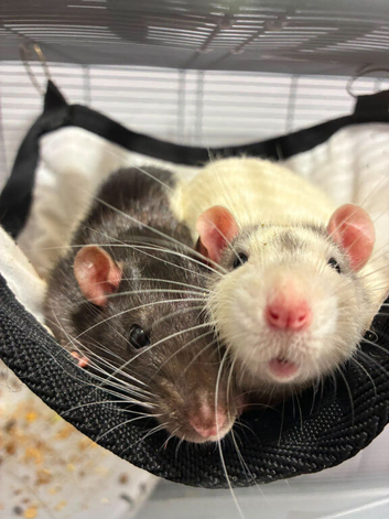 Two male rats