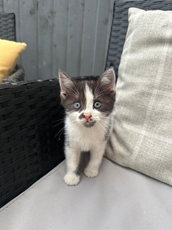 One handheld kittens