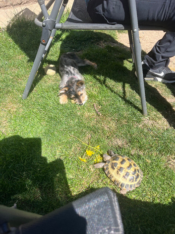 Horsefield tortoise