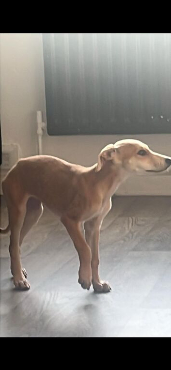 Female Lurcher for sale