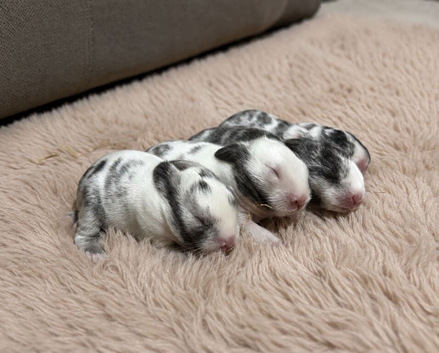 Four Lionhead Babies Ready Soon