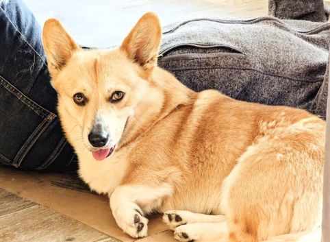 Pembroke Corgi male 4 year old