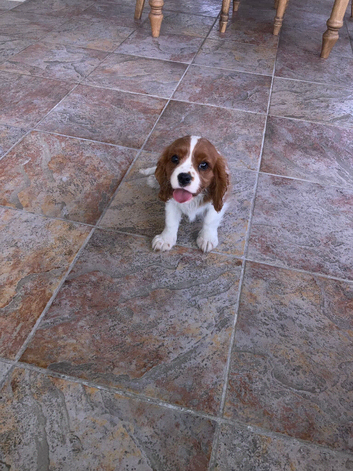 Beautiful litter of KC reg blenheim puppies from health tested parents