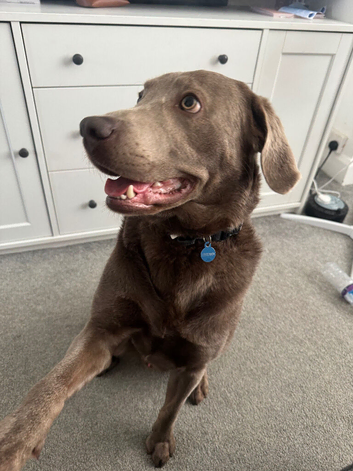 Silver lab