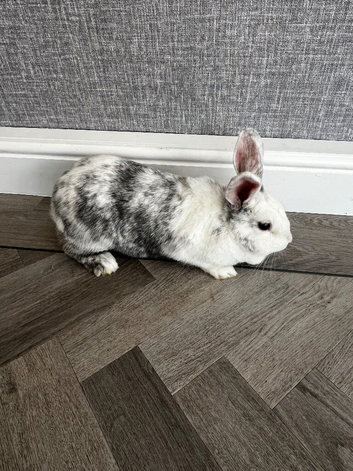 Female rabbit forsalwwith hutch