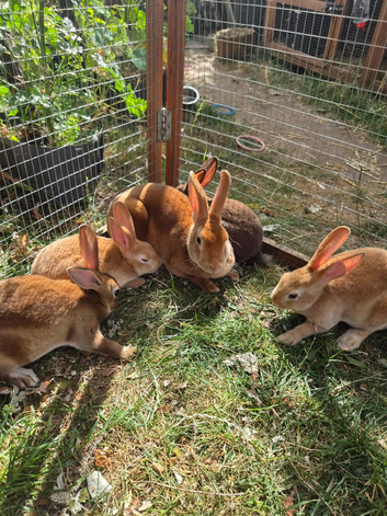 Mini rex boys and girls