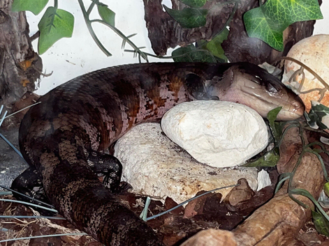 For sale Irian Jaya Blue Tongue