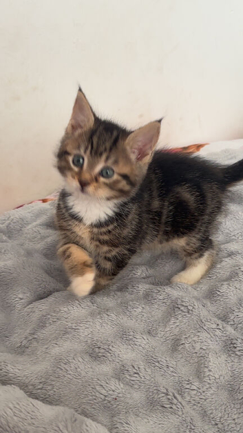 Kittens. Ready now