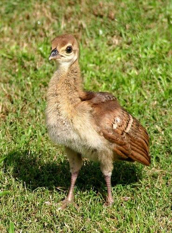 FOR SALE - 10 x Peafowl Chicks