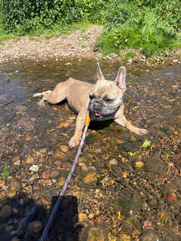 2 years old French bulldog girl
