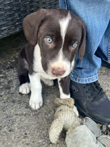 One last boy available! Beautiful litter of collie cross puppies