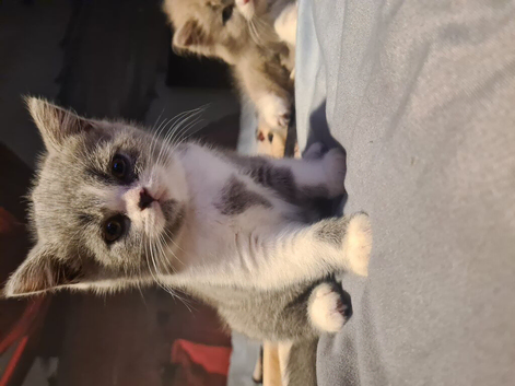 Kittens