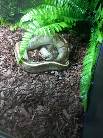 Female Butter Royal Python