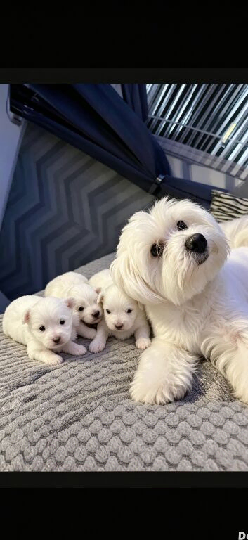 3 beautiful Maltese puppies for sale