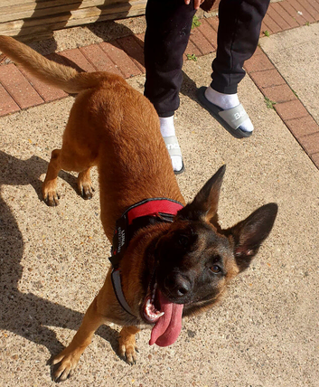Looking for a loving new home for our 12 month-old female Belgian Malinois.
