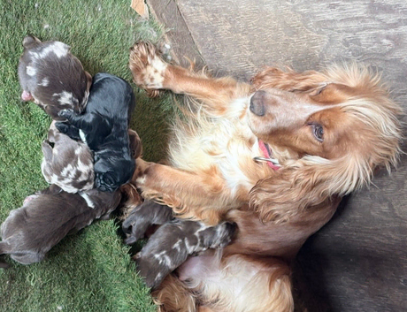 Show type cocker spaniels