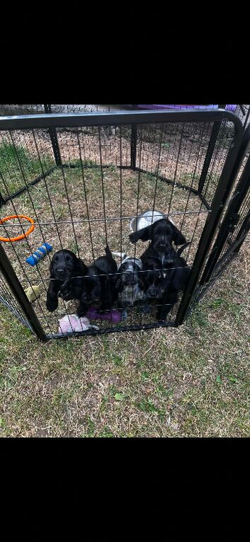 Lovely boy cockerspaniels
