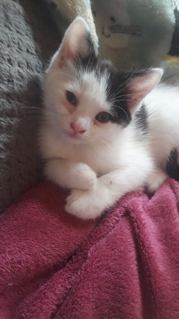 Male kitten