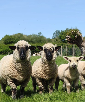 3 x Hampshire Downs Ewes with lamb at foot