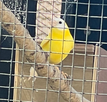 Parrot Finch (Cock)