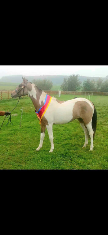 Beautiful part bred arab gelding