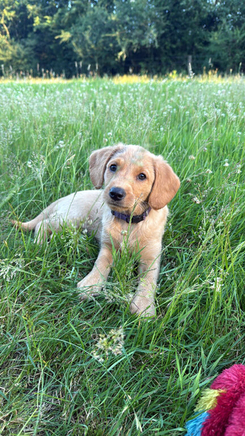 Miniature labradoodle