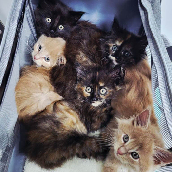Maine Coon Kittens &ndash; Big, Friendly, Home‑Raised