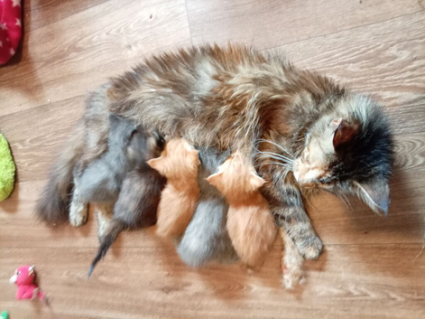 Maincoon/ragdoll