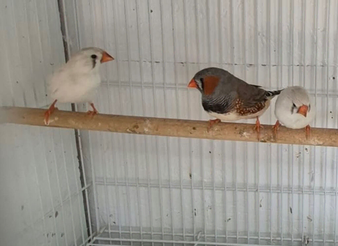 3 zebra finches looking for new home