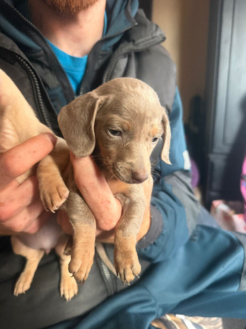 Miniature daschund puppy (female)