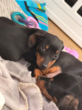 Miniature dachshund puppies