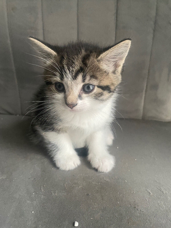 Kittens