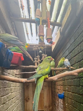 indian ringneck breeding pair
