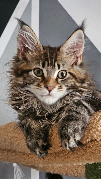 Tica Reg pedigree Maine Coon kittens