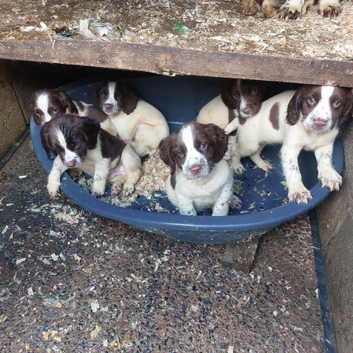 Five male springer spaniel pups