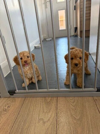 Girl cockapoo puppy&rsquo;s