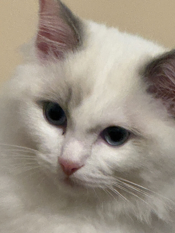 Original Ragdoll