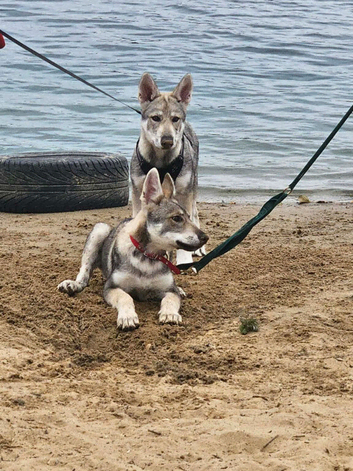 LEO Tamaskan male puppy now available fully vac and embarked. Pedigree and Registered
