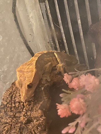 Crested gecko