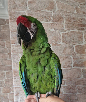 Tame Military Macaw