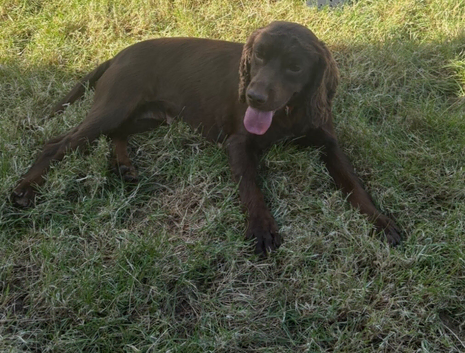 Jes&eacute; 2 yr old chocolate spaniel