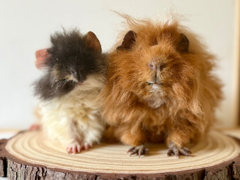 2 pairs of boars