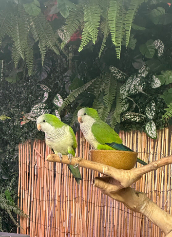 Female green quakers