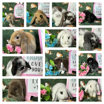 Stunning Mini Lop Babies for sale