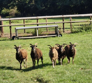 4 Soay ewes for sale