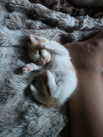 Kittens for sale half mainecoon
