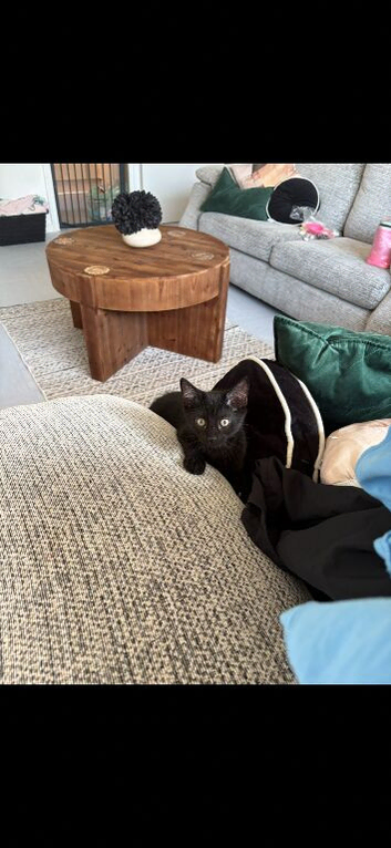 2 kittens